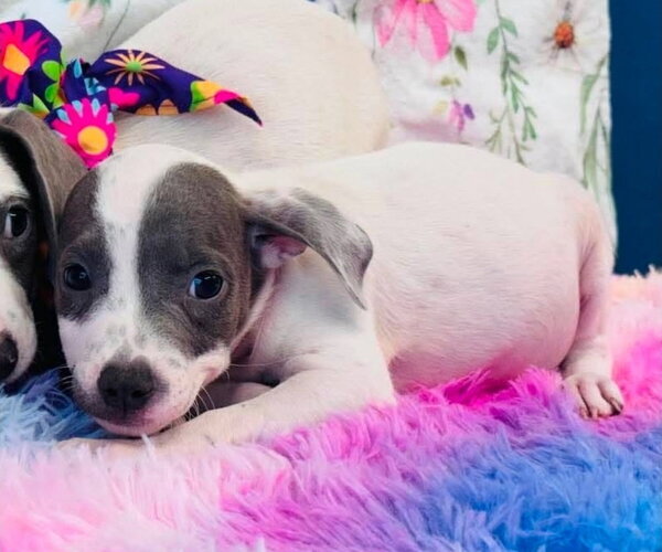 Medium Photo #1 American Pit Bull Terrier-Dachshund Mix Puppy For Sale in Lakewood, CO, USA