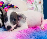 Small American Pit Bull Terrier-Dachshund Mix