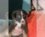 Puppy Coco Australian Shepherd