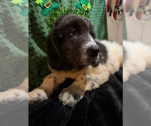 Medium Photo #13 Newfoundland Puppy For Sale in AURORA, IN, USA