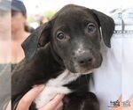 Small #1 Labrador Retriever Mix