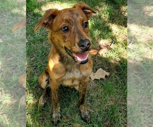 Shepradors Dogs for adoption in Claremore, OK, USA