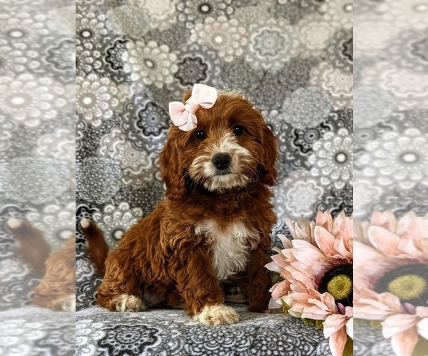Medium Photo #4 Cavapoo Puppy For Sale in NEW PROVIDENCE, PA, USA
