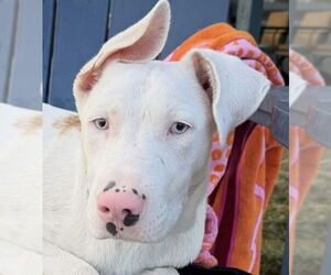 Mutt Dogs for adoption in Canton, CT, USA