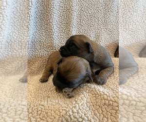 Soft Coated Wheaten Terrier Puppy for sale in DOSS, MO, USA