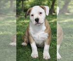Small American Staffordshire Terrier-Catahoula Leopard Dog Mix