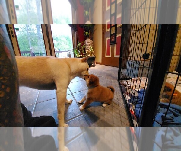 Medium Photo #18 Shiba Inu Puppy For Sale in SOMERSWORTH, NH, USA