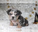 Small #3 English Bulldog