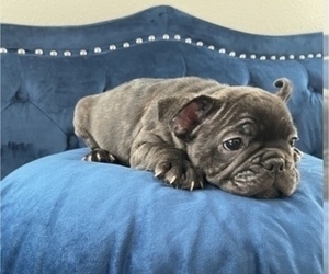 French Bulldog Puppy for sale in DENVER, CO, USA