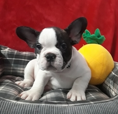 French Bulldog Puppy for sale in SANFORD, NC, USA