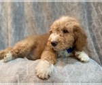 Small Photo #13 Goldendoodle Puppy For Sale in LAKELAND, FL, USA