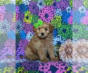 Pookimo Puppy for sale in QUARRYVILLE, PA, USA