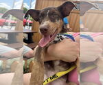 Small #2 Australian Shepherd Mix