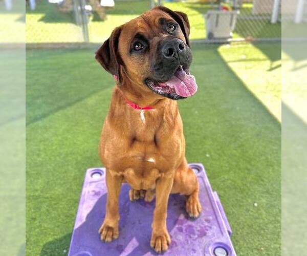 Medium Photo #1 Boxer Puppy For Sale in Camarillo, CA, USA