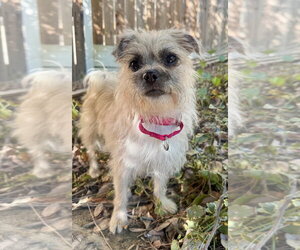 Mutt Dogs for adoption in Marina Del Rey, CA, USA
