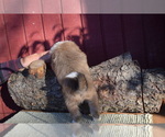 Small Photo #6 English Shepherd Puppy For Sale in LAKE WILDWOOD, CA, USA