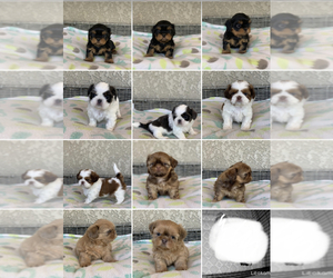 Shih Tzu Puppy for sale in SAN JOSE, CA, USA