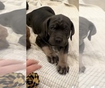 Puppy Melody Cane Corso