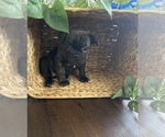 Puppy 1 French Bulldog