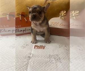 French Bulldog Puppy for sale in PHILADELPHIA, PA, USA