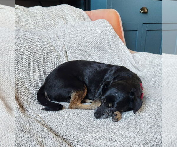 Medium Photo #6 Mutt Puppy For Sale in Philadelphia, PA, USA
