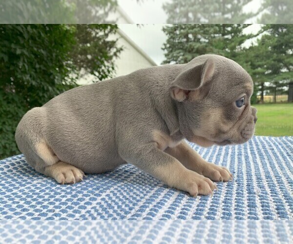 Medium Photo #3 French Bulldog Puppy For Sale in BREMEN, IN, USA