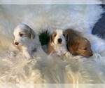 Small Photo #8 F2 Aussiedoodle-Irish Doodle Mix Puppy For Sale in SACRAMENTO, CA, USA