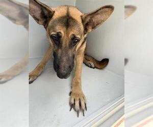 German Shepherd Dog Dogs for adoption in Houston, TX, USA