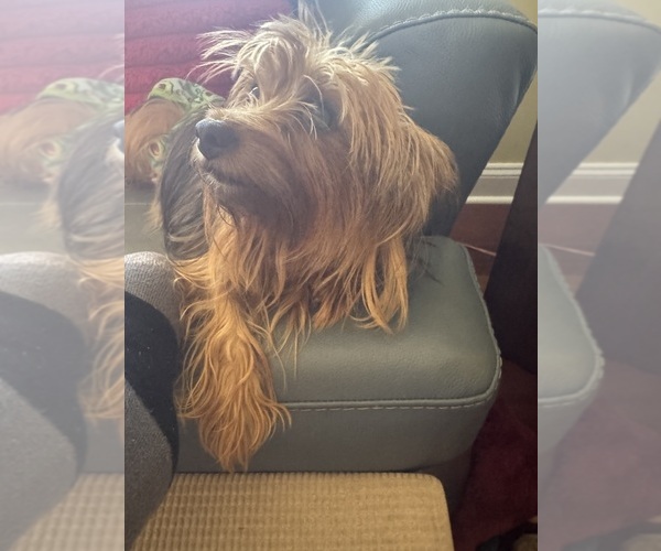 Medium Photo #1 Yorkshire Terrier Puppy For Sale in BEALETON, VA, USA