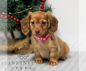 Dachshund Puppy for sale in ANNVILLE, PA, USA