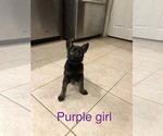 Small Photo #2 German Shepherd Dog Puppy For Sale in SEARCY, AR, USA