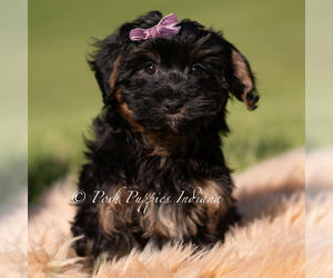 Medium Yorkipoo