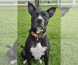 Mutt Dogs for adoption in Sandy, UT, USA