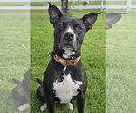 Sassy Marley - Female Mutt Dog for Adoption - Small photo