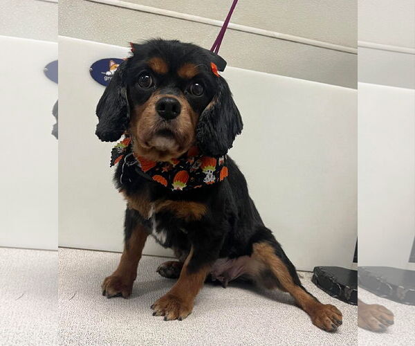Medium Photo #1 Cavalier King Charles Spaniel Puppy For Sale in Sioux Falls, SD, USA