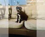 Small #3 Boxer