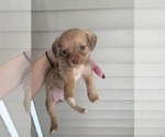 Small #2 Dachshund-Shorkie Tzu Mix