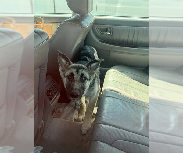 Medium Photo #1 German Shepherd Dog Puppy For Sale in Stockton, CA, USA