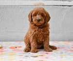 Small #1 Poodle (Miniature)