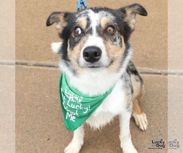 Medium Photo #3 Australian Shepherd-Unknown Mix Puppy For Sale in Washington, DC, USA