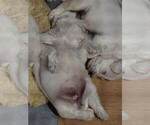 Small #3 Schnauzer (Miniature)