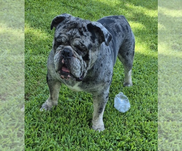 Medium Photo #1 Olde English Bulldogge Puppy For Sale in GAINESVILLE, GA, USA
