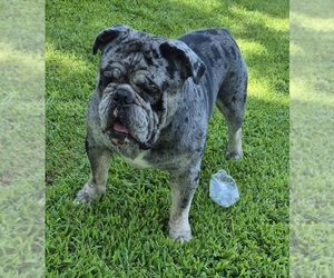 Father of the Olde English Bulldogge puppies born on 06/15/2025