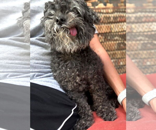 Medium Photo #4 Shih Tzu-Unknown Mix Puppy For Sale in Boonton, NJ, USA