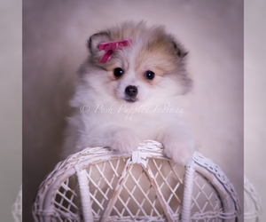 Medium Pomeranian