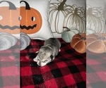 Small Photo #11 German Shepherd Dog-Siberian Husky Mix Puppy For Sale in BEAUMONT, CA, USA