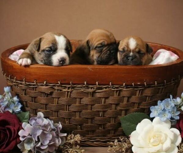 Medium Photo #4 Olde English Bulldogge Puppy For Sale in WRIGHT CITY, MO, USA