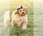 Small Photo #1 Cavapoo Puppy For Sale in BREMEN, IN, USA