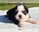 Small #3 Auss-Tzu
