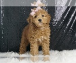 Puppy Penny AKC Poodle (Toy)